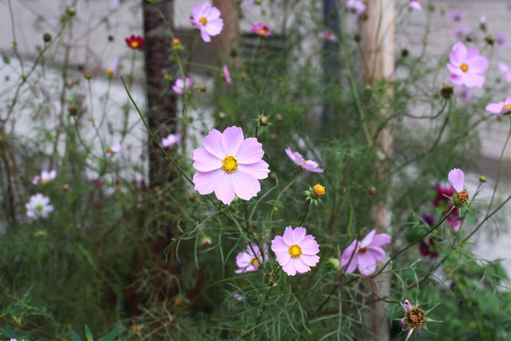 Garten der Baugruppe Wunschnachbarn ©Dorothee Hörstgen