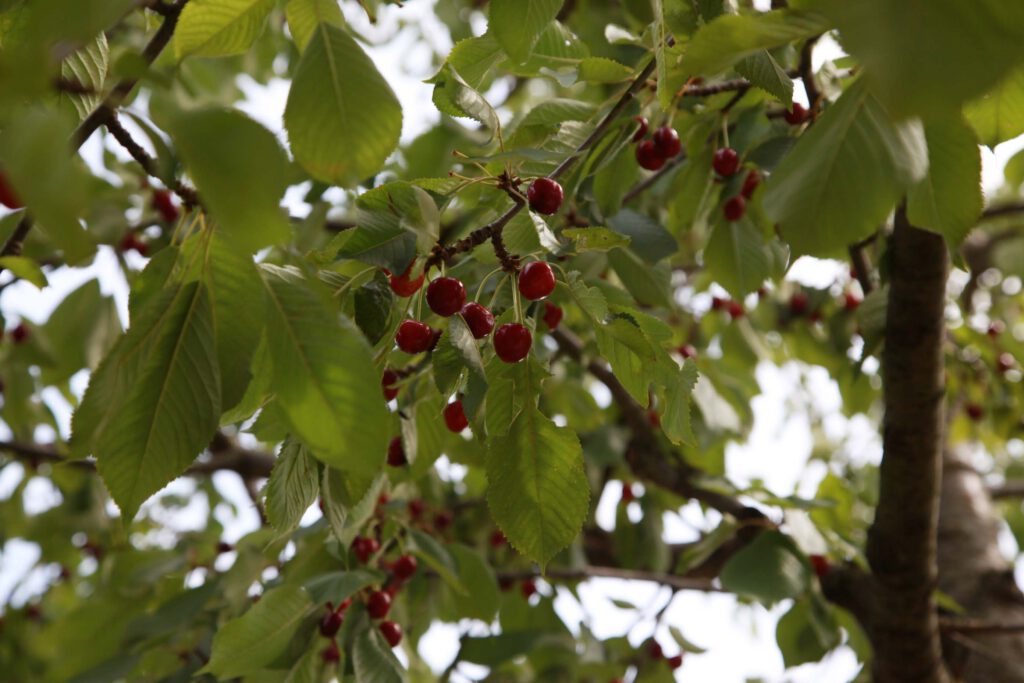 Garten der Wunschnachbarn ©Dorothee Hörstgen
