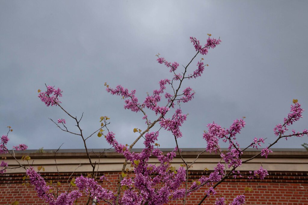 Frühling auf dem "Luschi" ©Dorothee Hörstgen